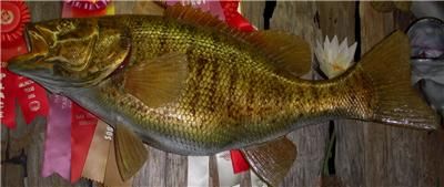   World Record Smallmouth Bass fish Replica MOUNT   27 inches  