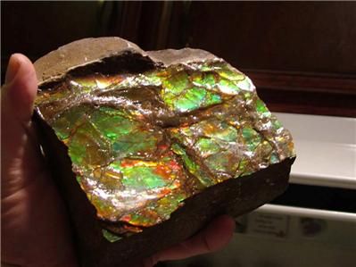 25 3lbs AMMOLITE Ammonite Fossil Gemstone Specimen  