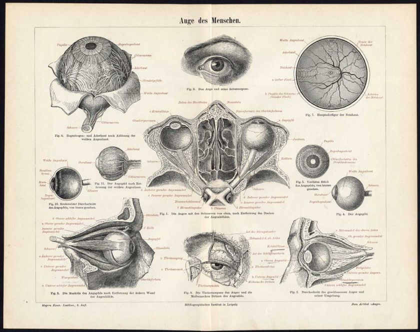 Antique Prints HUMAN EYE ANATOMY Meyers 1897  