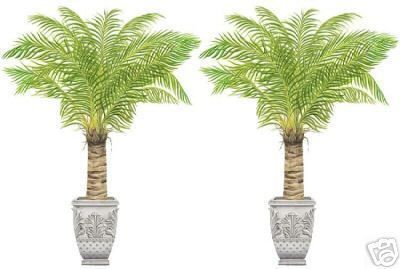 Tatouage Urns & Palm Trees Dry Rub Wall Transfer  