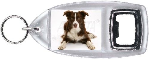 Liver and White Border Collie Bottle Opener , AD CO81BO  