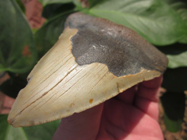 16 MEGALODON SHARK Tooth Fossil Teeth ATLANTIC USA  