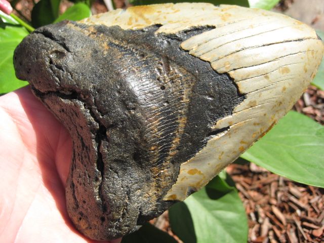 16 MEGALODON SHARK Tooth Fossil Teeth ATLANTIC USA  