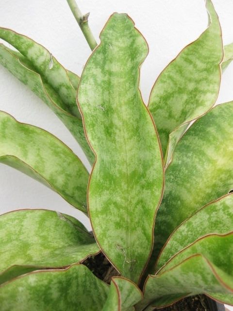 Sansevieria Dragon Jade Nice Green Jade Colour Plant  