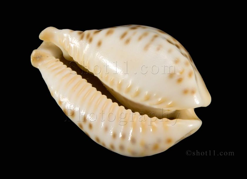 Cypraea fultoni 67.7mm PRECIOUS Hard to Get MAGNIFICENT Mozambique 