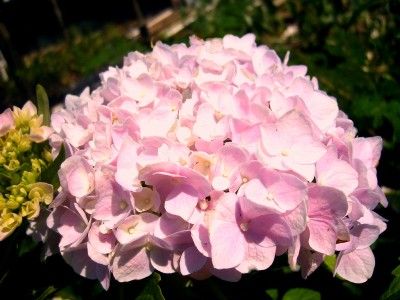 Hydrangea Starter Plant Goliath Huge Flowers Pink  