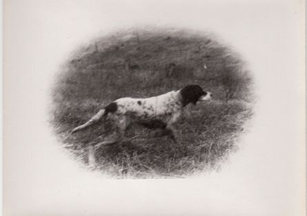 OLD photo hunting gun dog English Setter spaniel Field  
