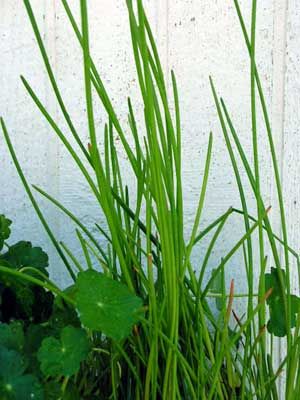 Pond Plant Pack   Pickerel Rush, Zebra Rush, Giant Pennywort, Water 