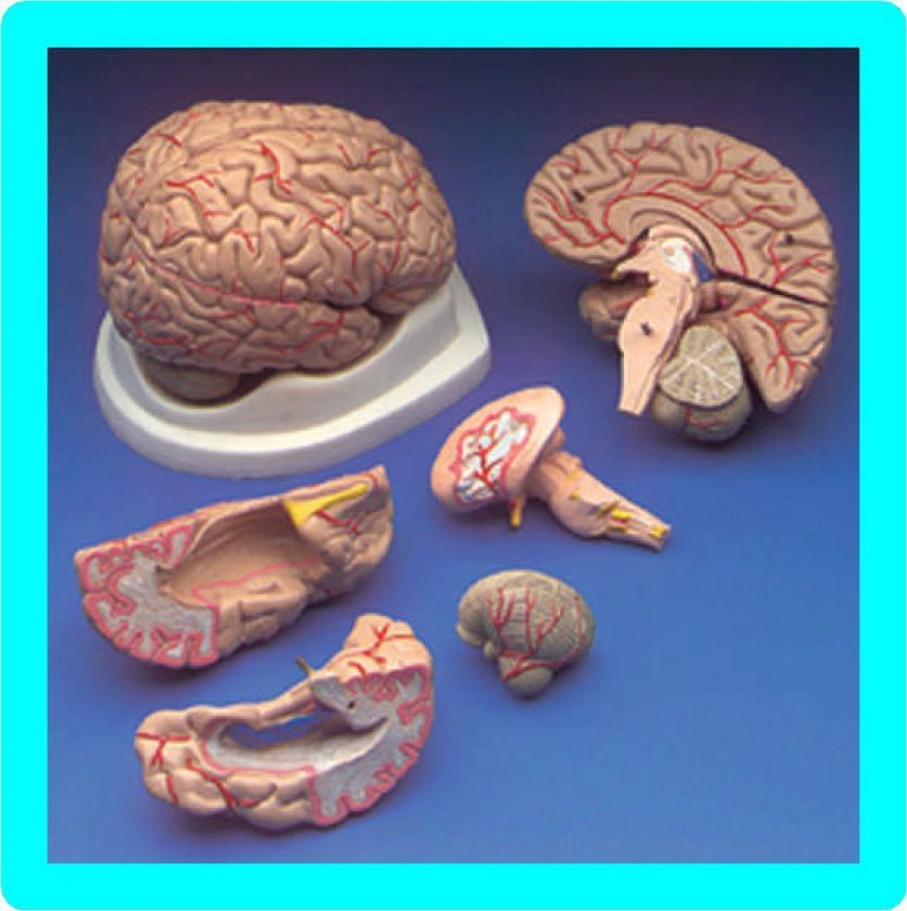 NEW** HUMAN BRAIN w/ARTERIES ANATOMICAL ANATOMY MODEL  