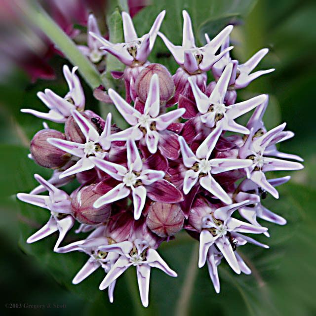 Asclepias speciosa Showy Milkweed fragrant 50 seeds  