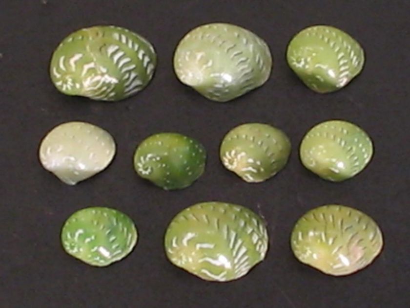 AmazingSMARAGDIA VIRIDIS~10pc~Philippine SEASHELL  