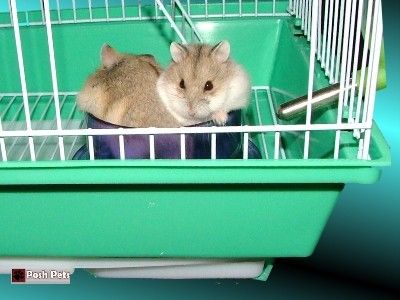 HAMSTER CAGE JAYBEE STUDIO PET CAGE MOUSE DWARF WOW   