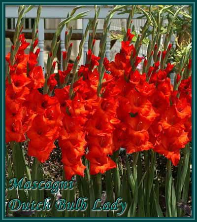 40 Gladiolus Corms ***53 Species Inside*** You Pick & Choose 