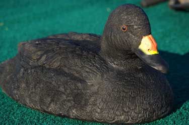 Diver Black Scoter Duck Decoys Black Scoter Duck Decoy  