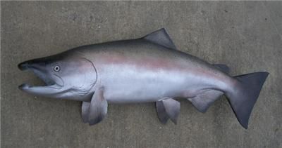 NEW XL King Salmon fish Replica MOUNT BIG  45 inches  