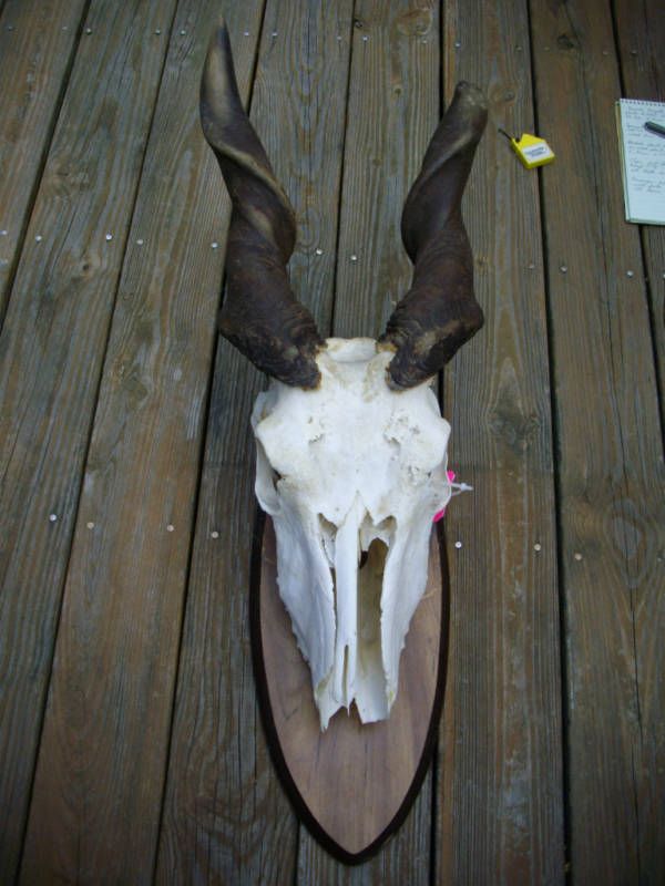 AFRICA ELAND FULL SKULL HORNS TAXIDERMY SAFARI DECOR  