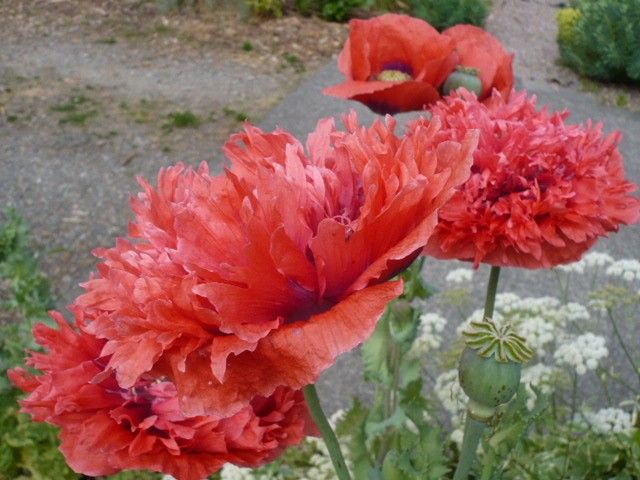 Poppy Somniferum Dragons Tongue Red Fringe 1000 Seeds  