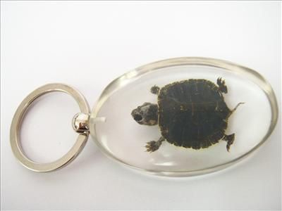 Real Turtle Specimen    Red eared Slider ( Trachemys scripta elegans 