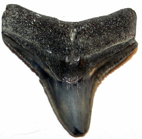 FOSSIL BULL SHARK TEETH, FOSSIL SHARKS TOOTH #8133  